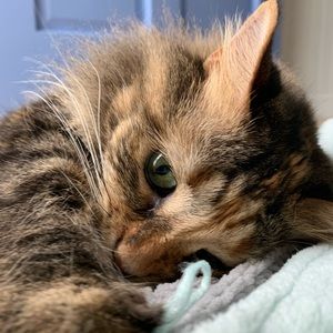 Meet your Posher, Josie